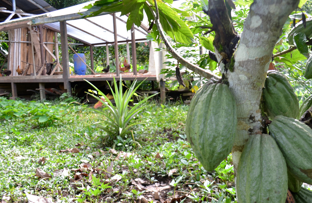 cacao farm