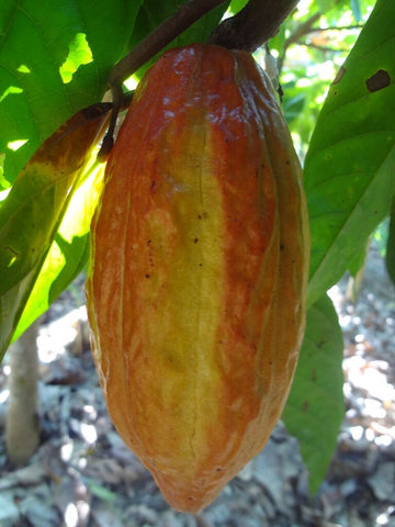 cacao pod eric gilbert