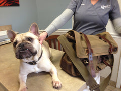 Dozer at Prytania Veterinarian 