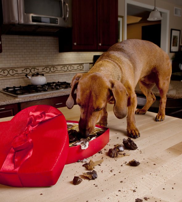 is it a myth that chocolate is bad for dogs