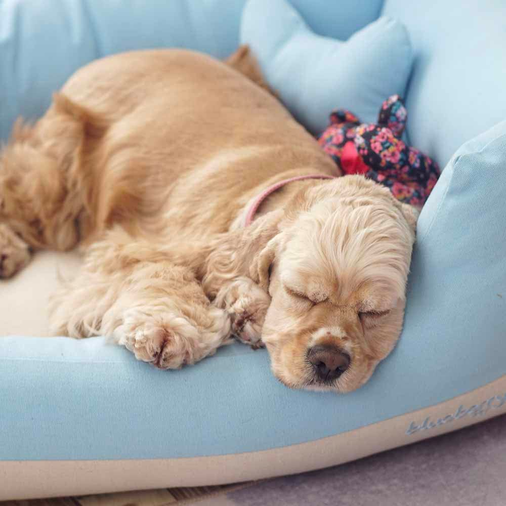 blueberry dog bed