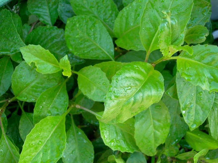 Cholesterol Spinach Vegetable