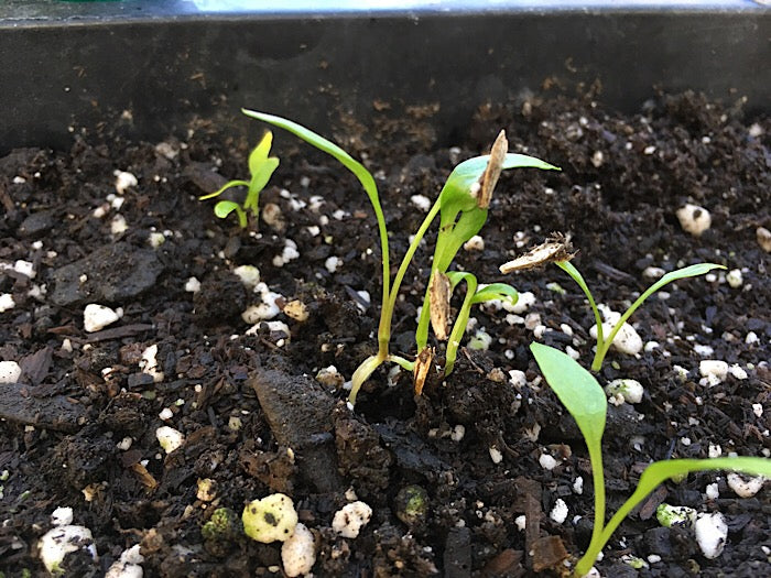 Ashitaba Seed Germination