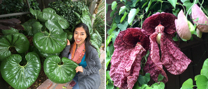 Leopard Plant And Dutchman's Pipe