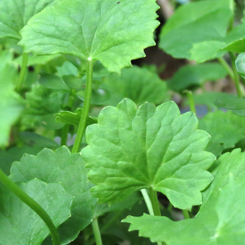 Gotu Kola