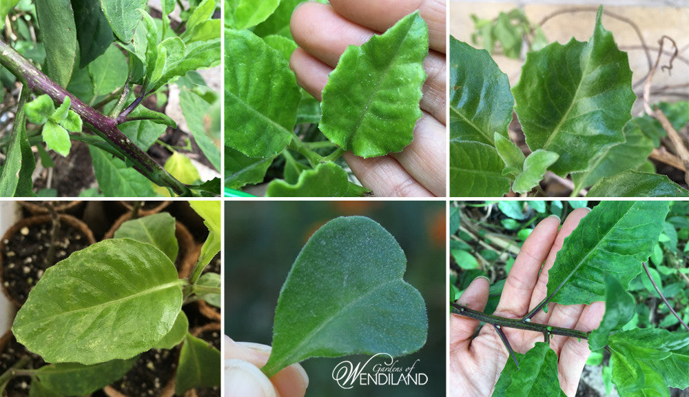 Gynura Procumbens Leaf Comparison