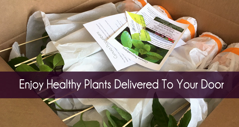 Healthy Plants Delivered To Your Door