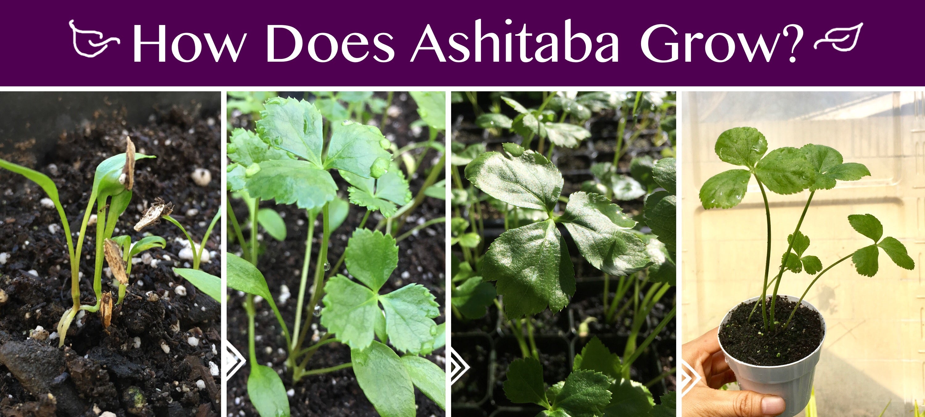 Baby Ashitaba Grow From Seeds
