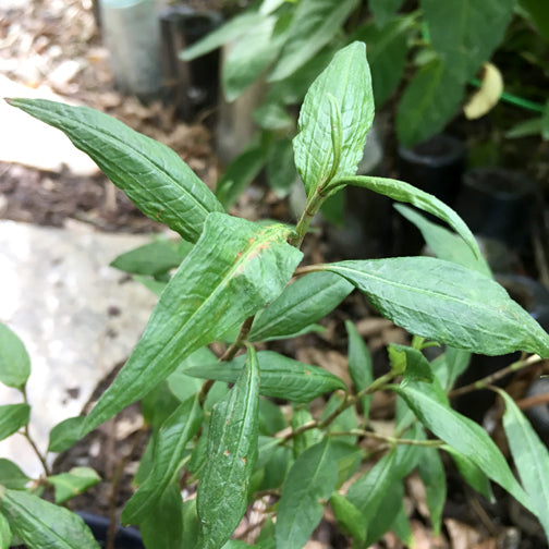 Vietnamese Coriander