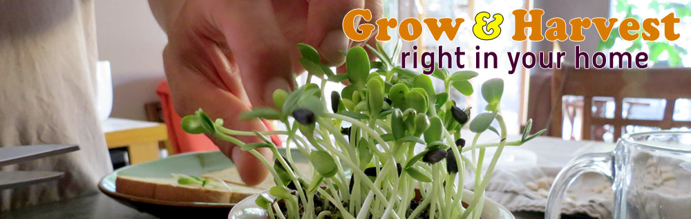 Grow Your Own Sprouts Right At Home
