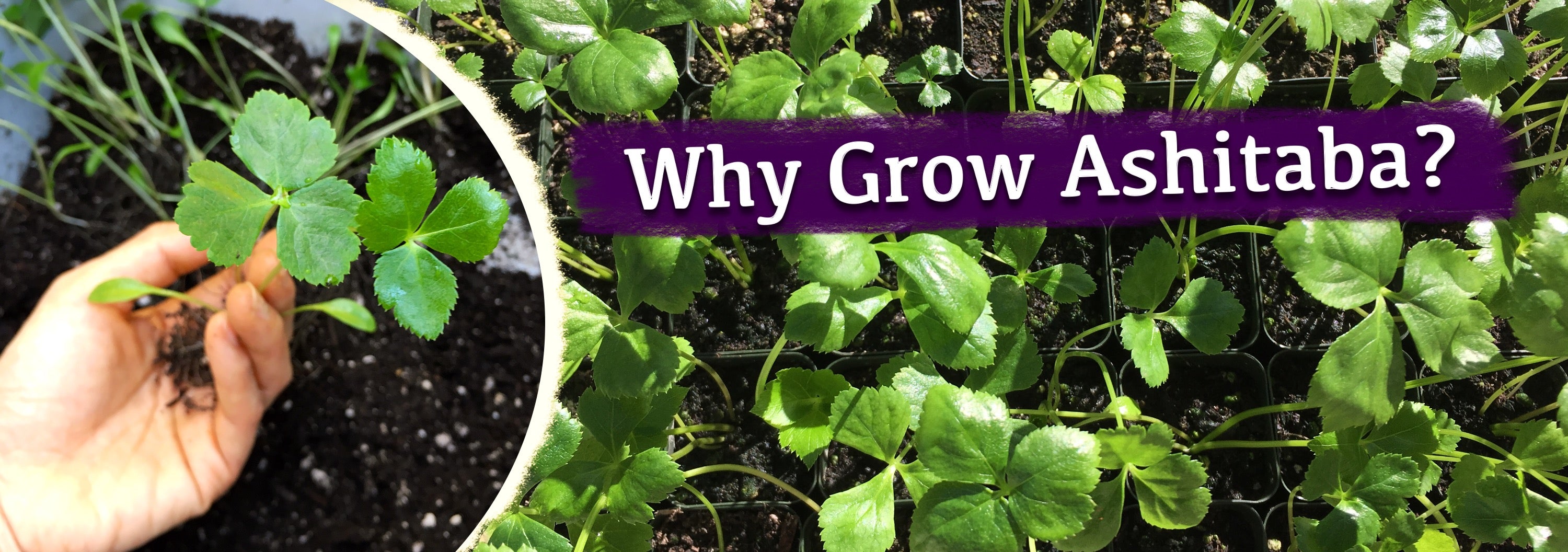 Why Grow Ashitaba