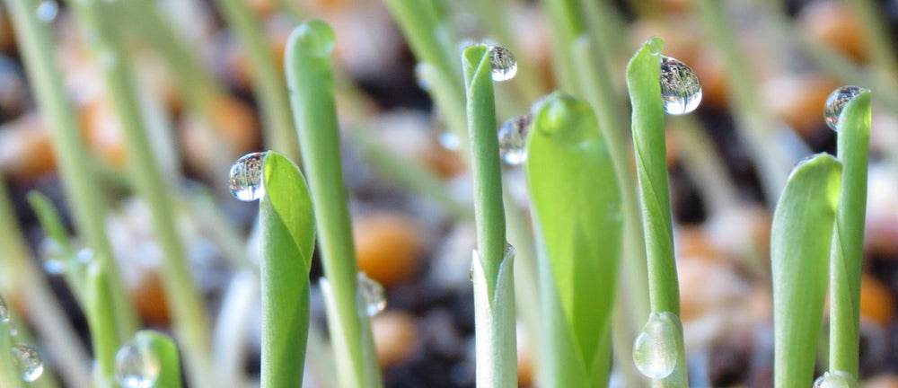 Corn Sprouts