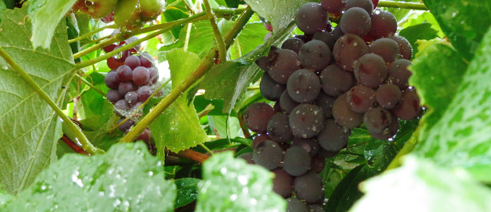 Organic Grapes On The Vine