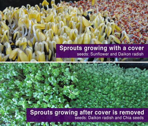 Sprouts Grown With and Without Sun Comparisons