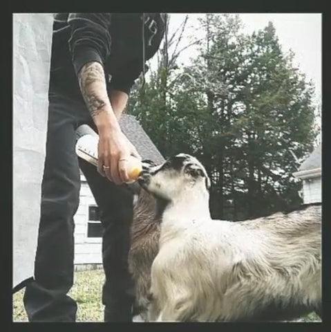 bottle feeding baby goats 