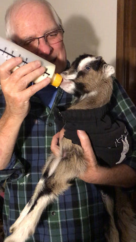 bottle feeding baby goat 