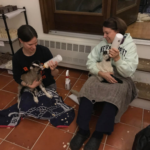 bottle feeding baby goats