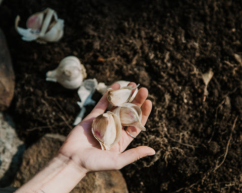 planting garlic cloves