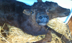 Two-headed bull calf at Ye Olde Curiosity Shop