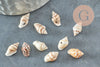 Pendentif coquillage naturel marron et blanc , coquillage percé pendentif coquillage, X20 G1981
