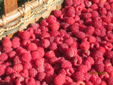 red raspberries in basket
