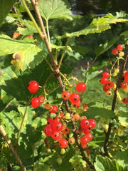 red currants on bush