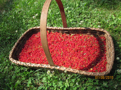 red currants in basket