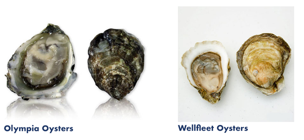 Olympia Oysters and Wellfleet Oysters