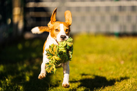 dog organic string toy