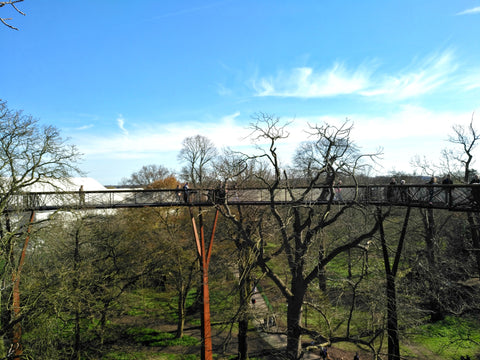 Park’s Centuries-old Trees