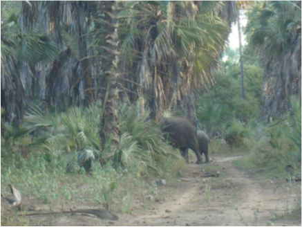 It took a while to track down the elephants