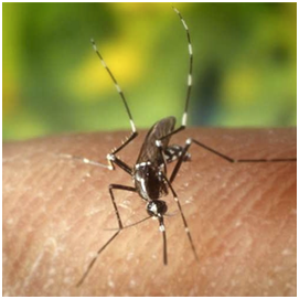Alfresco Mosquito, Insects & Anti Bug Bite Repellent