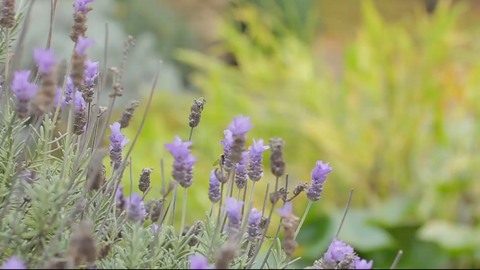 French Lavender Flowering Plant
