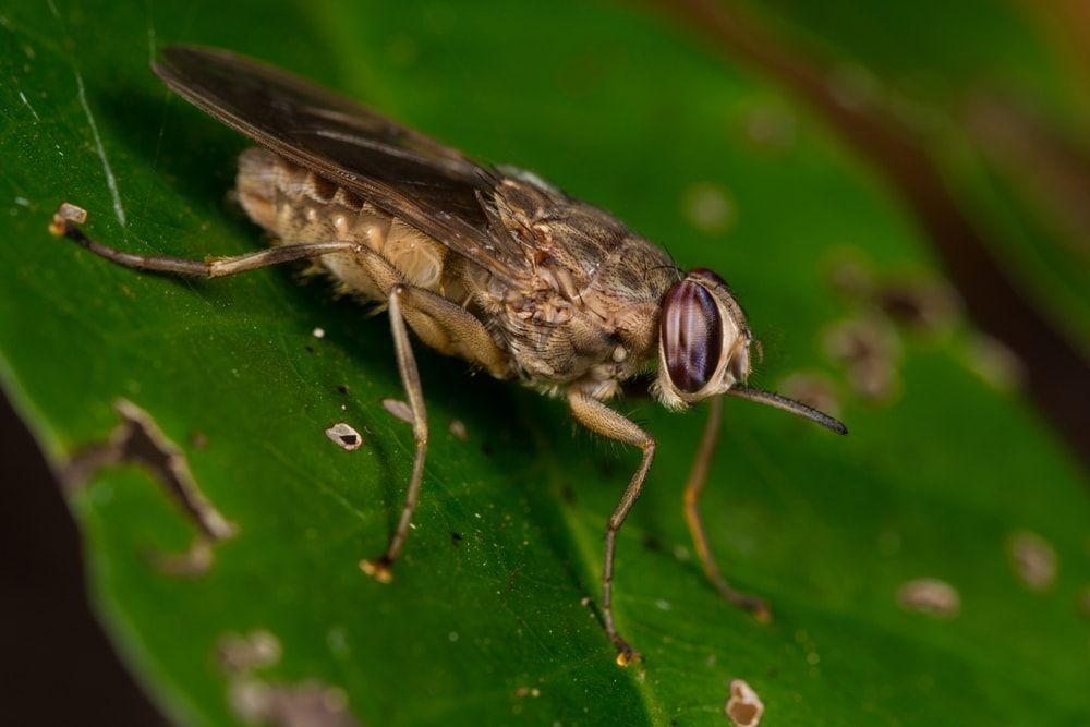 tsetse fly