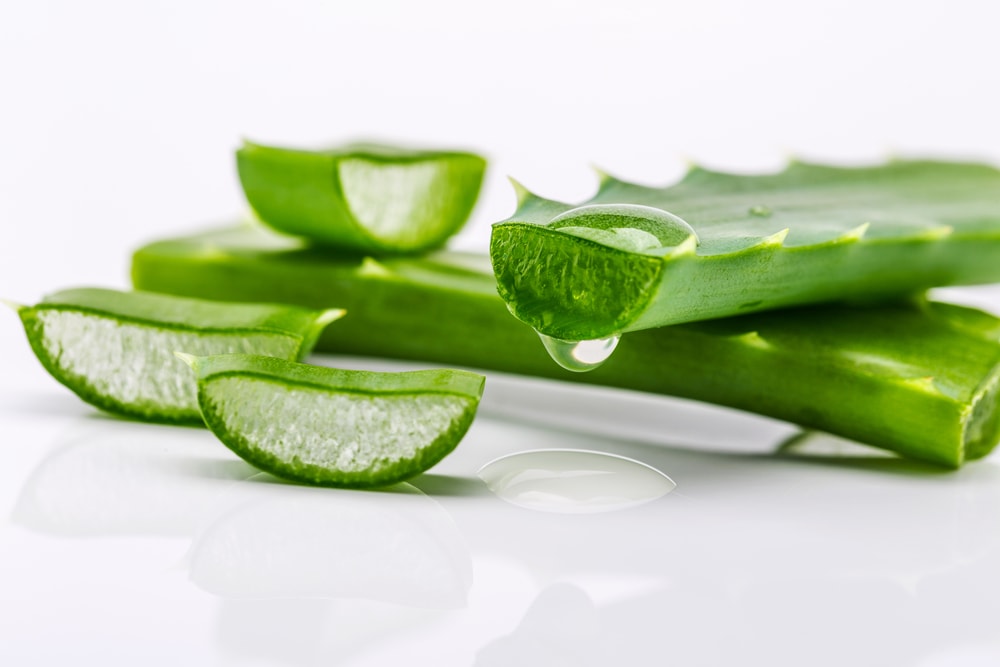 Home Insect Bite Remedies - Aloe Vera