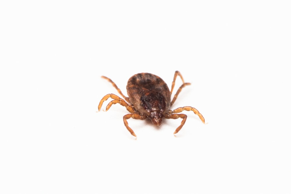 tick insect