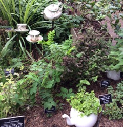 Chelsea Physic Garden ‘tea plants'