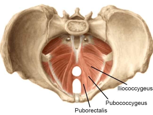 Male Pelvic Floor Muscles Diagram