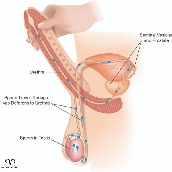 How The Squeeze Technique Works