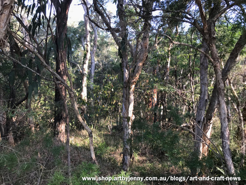 bushland near Berkeley Vale, NSW