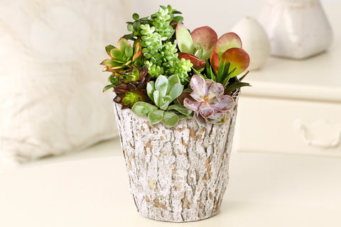 succulents planted in stumps