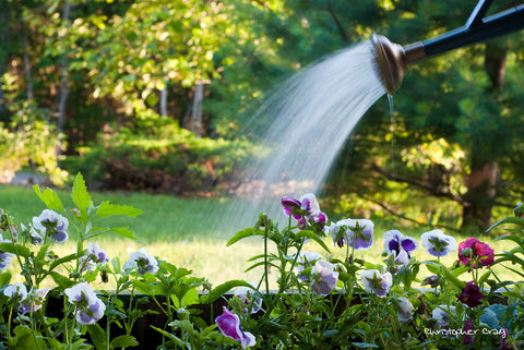 watering a garden with a water can