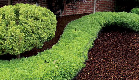 landscape with rubber mulch