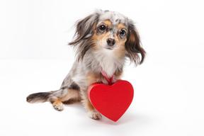dog with a heart