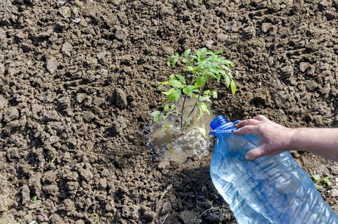 irrigating tomato plants