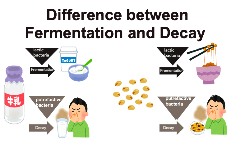 Frementation and decay