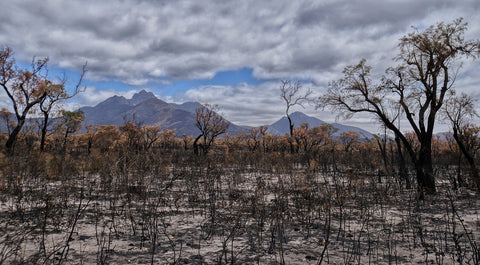 Fighting the Wildfires in Australia