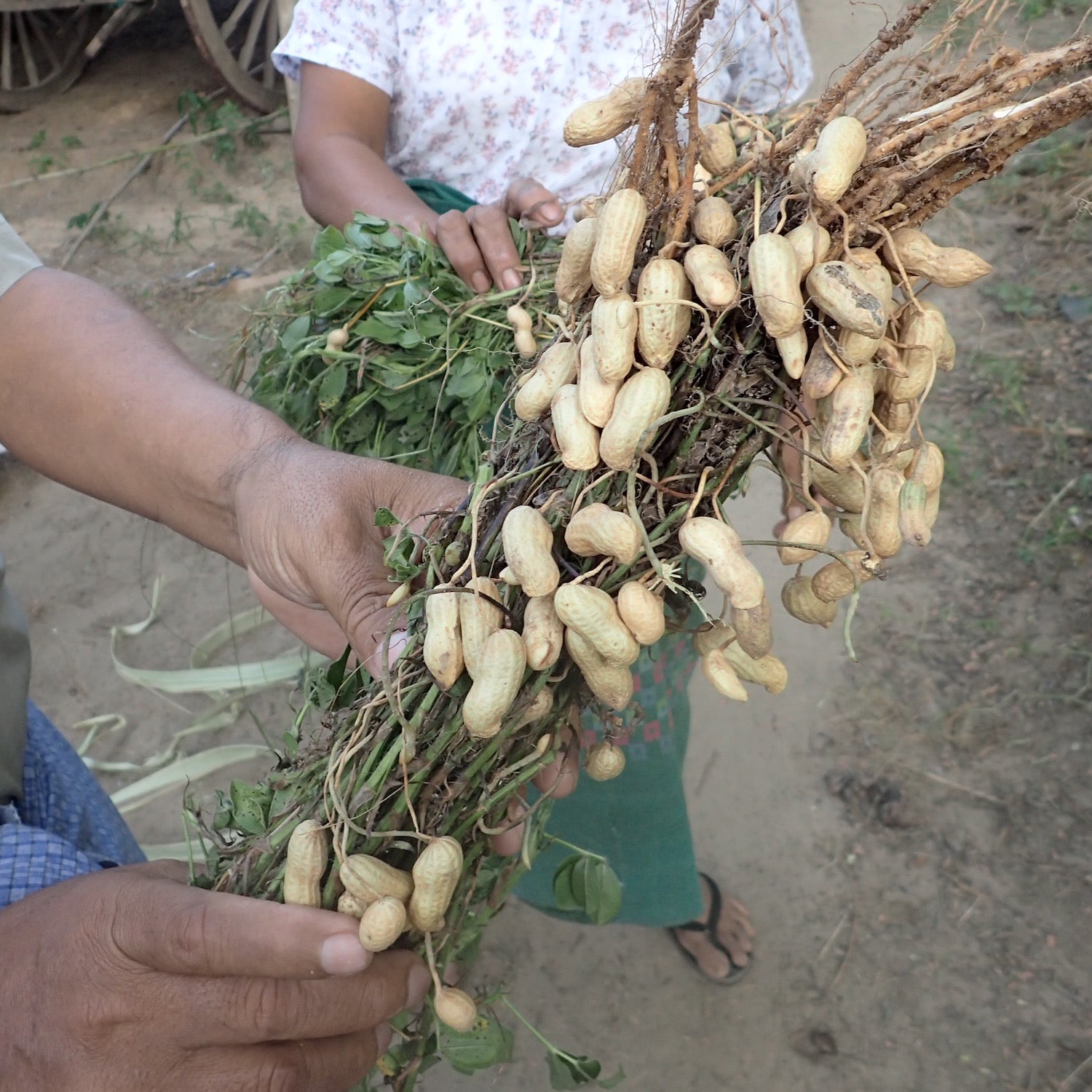 Fresh peanuts, Magway Region | YGN Collective