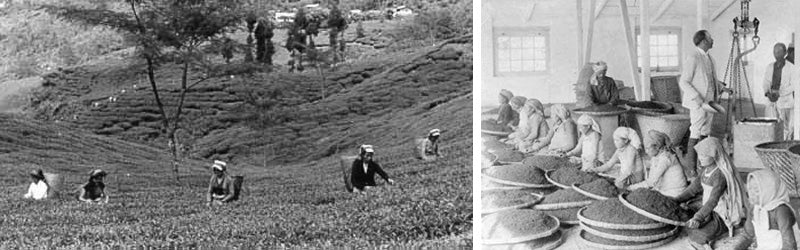 history of darjeeling tea