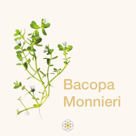 Bacopa Monnieri